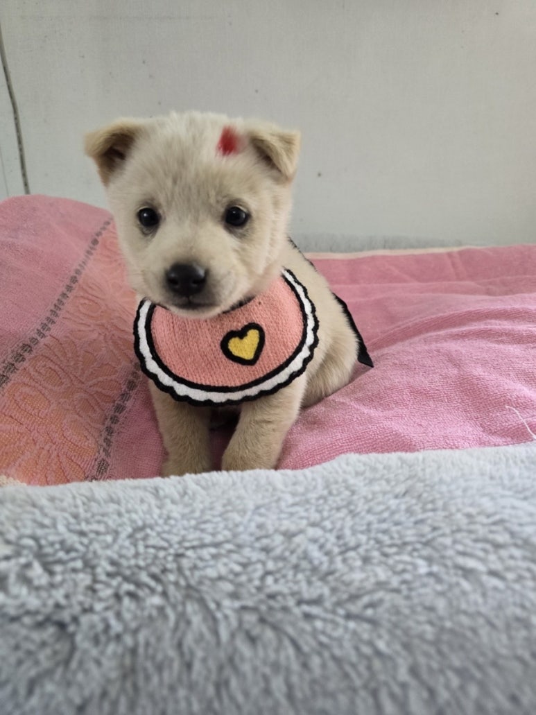 밀양시 동물보호센터_448536202500132